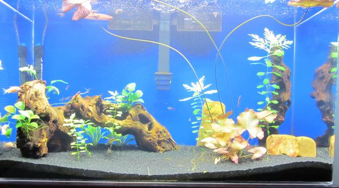 50 gallons freshwater fish tank (mostly fish and non-living decorations) - Planted 50 Gallon