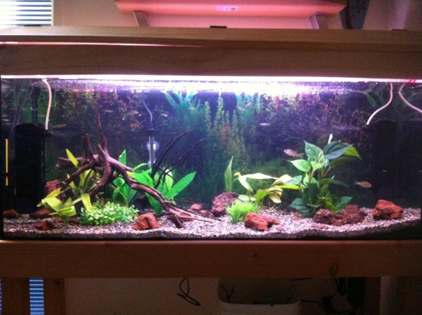 Rated #95: 90 Gallons Freshwater Fish Tank - My freshwater setup. Exploring a new look so tell me what you think (: