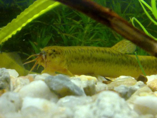 freshwater fish - misgurnus anguillicaudatus - dojo loach stocking in 90 gallons tank - Japanese Weather Loach