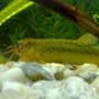 freshwater fish - misgurnus anguillicaudatus - dojo loach stocking in 90 gallons tank - Japanese Weather Loach