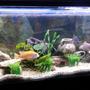 44 gallons reef tank (mostly live coral and fish) - African Cichlid Mbuna Tank 4ft - 45 Gallon (168 Litres)