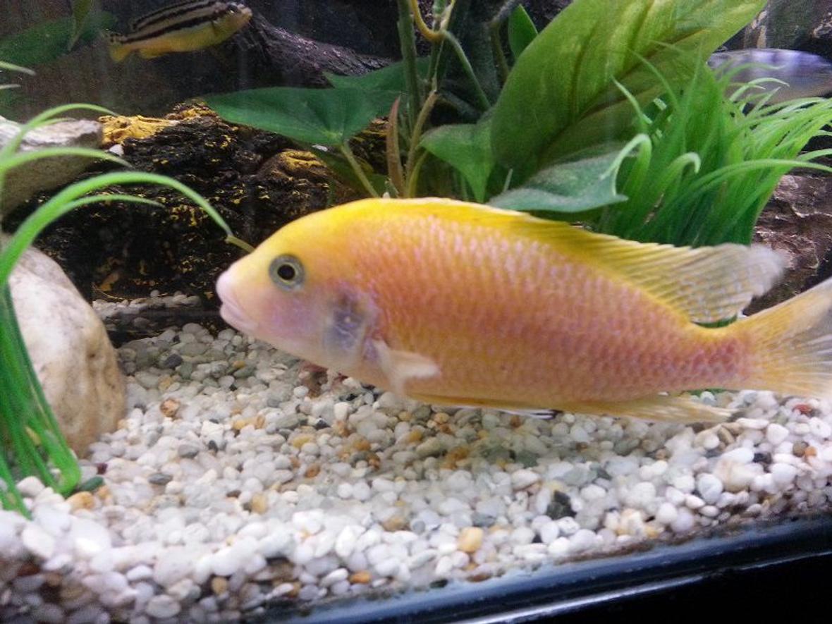 freshwater fish - pseudotropheus estherae - red zebra cichlid stocking in 44 gallons tank - Red Zebra