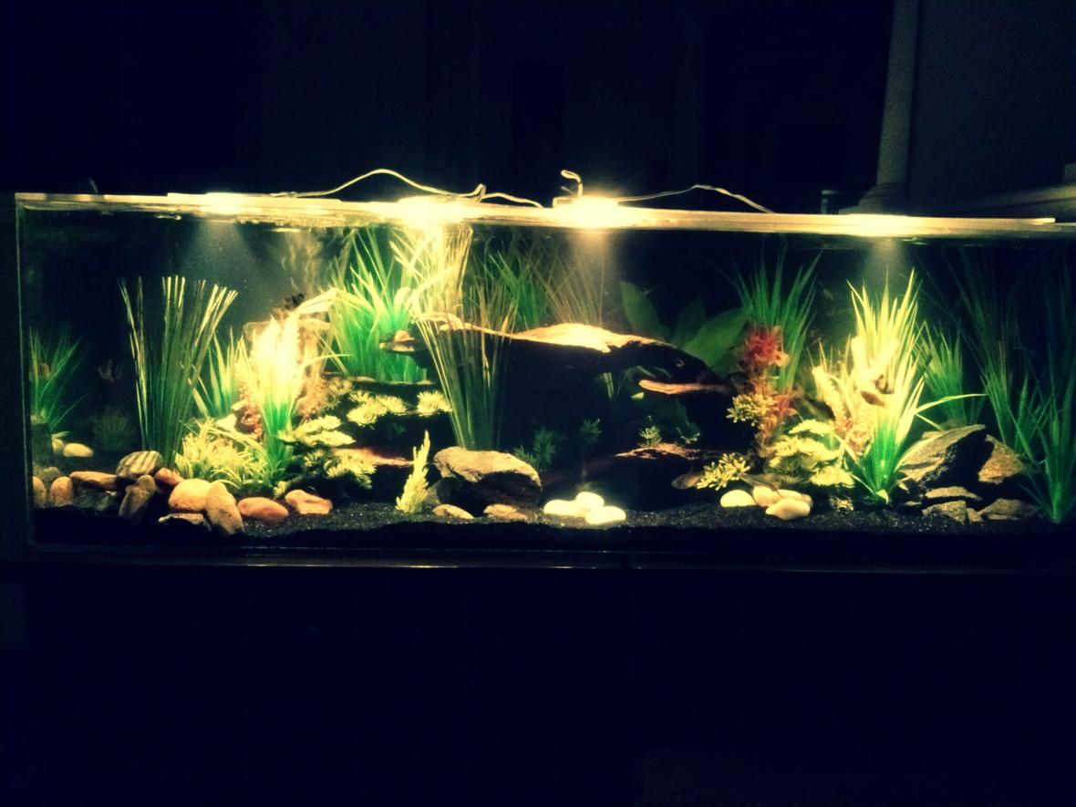 40 gallons freshwater fish tank (mostly fish and non-living decorations) - River Paradise