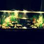 40 gallons freshwater fish tank (mostly fish and non-living decorations) - River Paradise