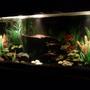 fish tank picture - River Paradise #3