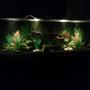 fish tank picture - River Paradise #4