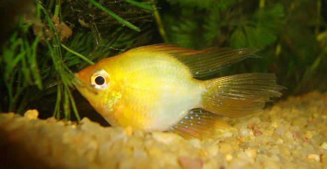 freshwater fish - mikrogeophagus ramirezi - german gold ram stocking in 130 gallons tank - albino ram
