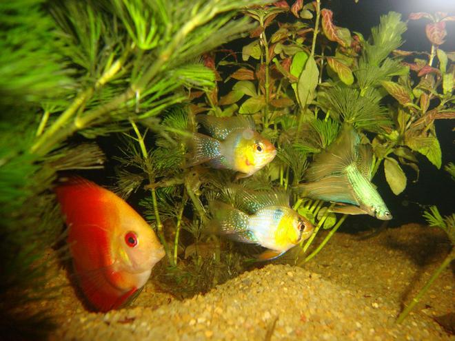 130 gallons planted tank (mostly live plants and fish) - discus, ram, betta in a 6 ft planted tank closeup