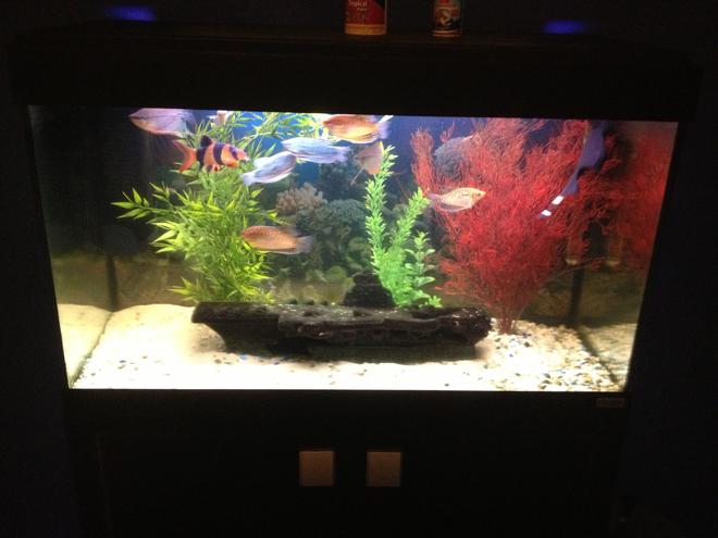 27 gallons freshwater fish tank (mostly fish and non-living decorations) - My tank