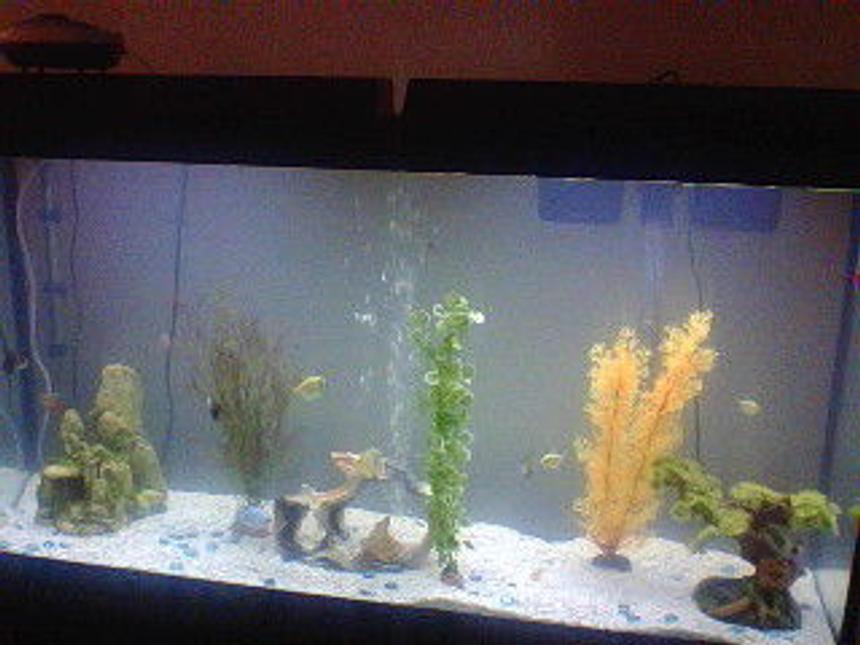 Rated #208: 60 Gallons Freshwater Fish Tank - My fish tank!