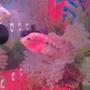 freshwater fish - cichlasoma sp. - red star flower horn cichlid stocking in 40 gallons tank