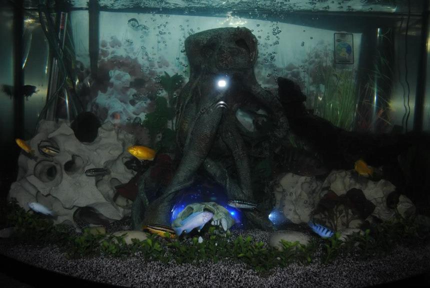 Rated #154: 40 Gallons Freshwater Fish Tank - My cichlid tank