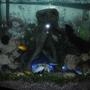 40 gallons freshwater fish tank (mostly fish and non-living decorations) - My cichlid tank