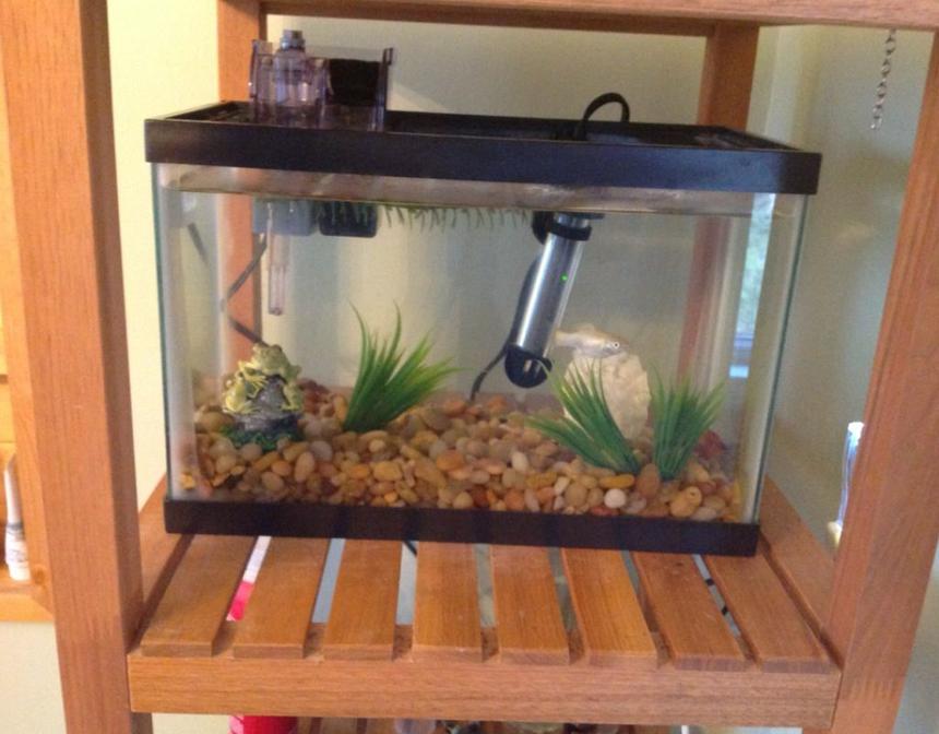Rated #212: 3 Gallons Freshwater Fish Tank - My tank is 2.5 gallons and
contains:

One female sailfin Molly,

One male orange platy,

3 or so Molly fry.