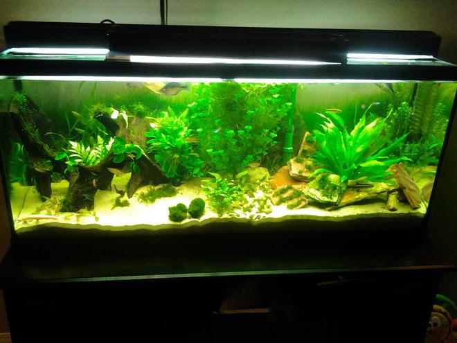 55 gallons planted tank (mostly live plants and fish) - 15 days after adding lights and plants.
Added anubias, spike moss and bulbitis yesterday.