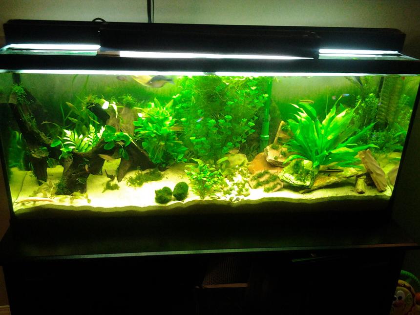 Rated #25: 55 Gallons Planted Tank - 15 days after adding lights and plants.
Added anubias, spike moss and bulbitis yesterday.
