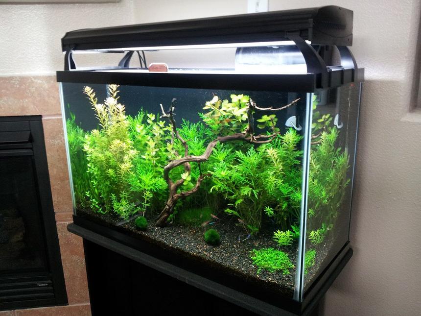 Rated #10: 29 Gallons Freshwater Fish Tank - My 29 gallon tank at around 6 weeks old.