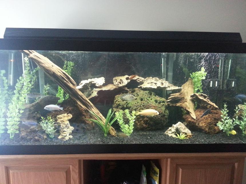 Rated #70: 75 Gallons Freshwater Fish Tank - My 75 gallon freshwater cichlid tank.