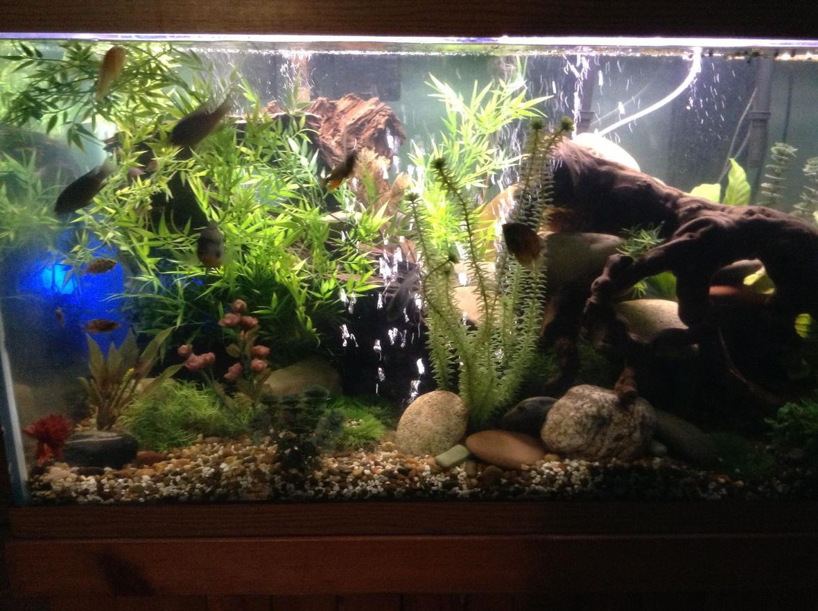 150 gallons freshwater fish tank (mostly fish and non-living decorations) - Freshwater tank