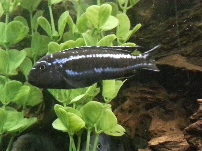 freshwater fish - melanochromis johannii - johanni cichlid stocking in 75 gallons tank - Smaller johanni