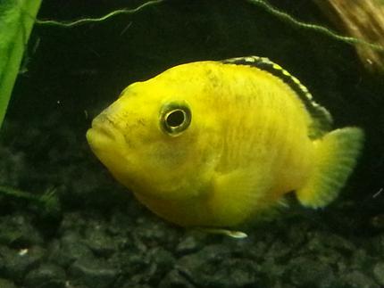 freshwater fish - labidochromis caeruleus - electric yellow cichlid stocking in 75 gallons tank - Yellow lab