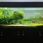 180 gallons planted tank (mostly live plants and fish) - My tank afer 8 months.