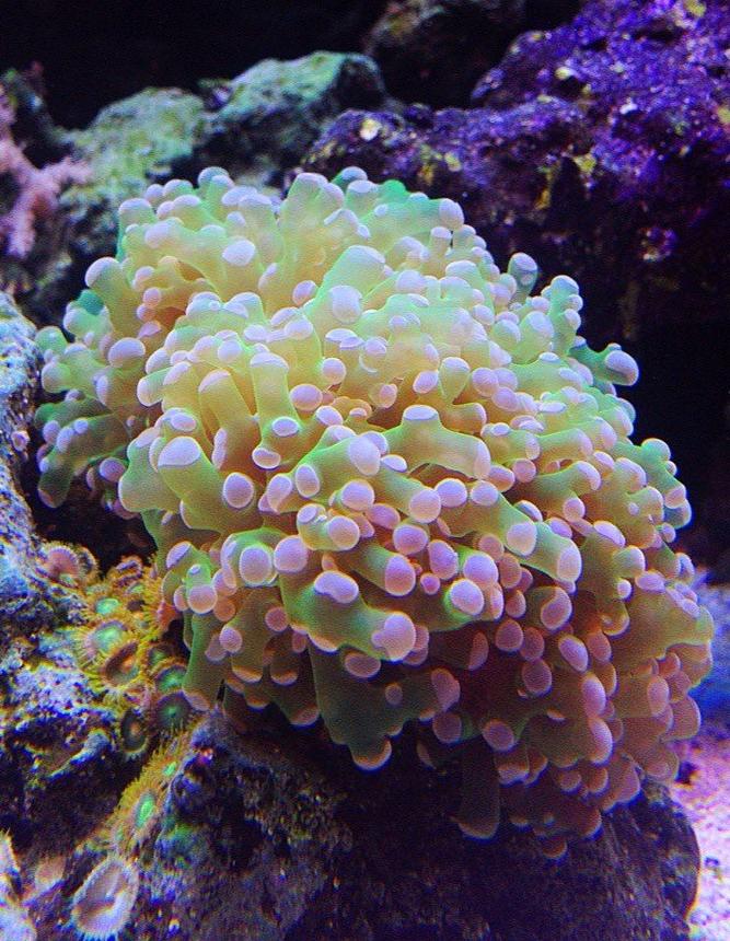 corals inverts - euphyllia paradivisa - frogspawn coral stocking in 45 gallons tank - frogspawn