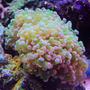 corals inverts - euphyllia paradivisa - frogspawn coral stocking in 45 gallons tank - frogspawn