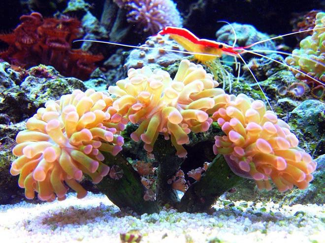 corals inverts - euphyllia parancora - hammer coral, branching stocking in 45 gallons tank - branching hammer