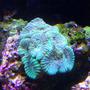 corals inverts - goniastrea sp. - brain coral stocking in 45 gallons tank - green brain