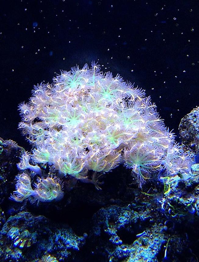 corals inverts - clavularia sp. - clove polyp stocking in 45 gallons tank - clove polyps