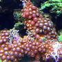 corals inverts - zoanthus sp. - colony polyp, sunrise supernova stocking in 45 gallons tank - zoanthids
