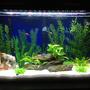 29 gallons freshwater fish tank (mostly fish and non-living decorations) - seaclear 29 gallon