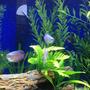 fish tank picture - neon gourami