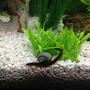 freshwater fish - pangio sp. - black kuhlii loach stocking in 29 gallons tank - kuhli loach