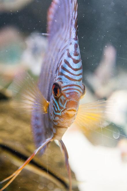 freshwater fish - symphysodon sp. - red turquoise discus stocking in 200 gallons tank - Blue Turq Discus