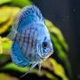 freshwater fish - symphysodon sp. - checkerboard discus stocking in 200 gallons tank - Discus