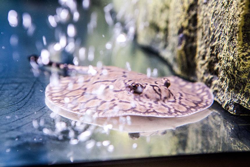 Rated #2: Saltwater Fish - Henlei X Mantilla - Stingray Stocking In 200 Gallons Tank - Henlei x Mantilla