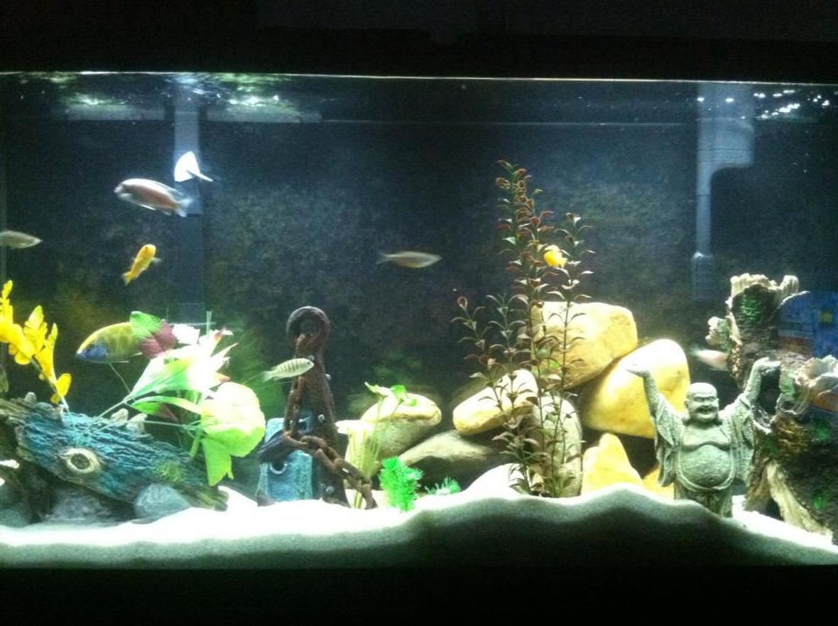 60 gallons freshwater fish tank (mostly fish and non-living decorations) - 60Gal. not a good picture, will try to get better quality shot. few decos, plastic plants & river rocks.