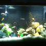 60 gallons freshwater fish tank (mostly fish and non-living decorations) - 60Gal. not a good picture, will try to get better quality shot. few decos, plastic plants & river rocks.