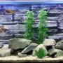 55 gallons freshwater fish tank (mostly fish and non-living decorations) - My Cichlid Tank.