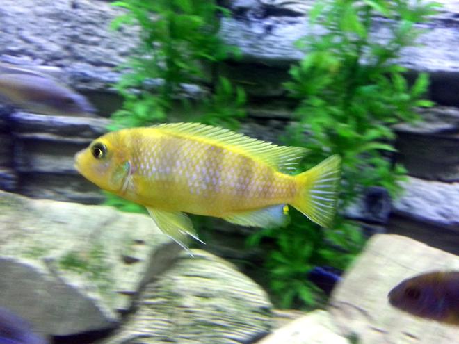 freshwater fish - metriaclima lombardoi - kenyi cichlid stocking in 55 gallons tank - Lombardoi Cichlid