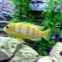 freshwater fish - metriaclima lombardoi - kenyi cichlid stocking in 55 gallons tank - Lombardoi Cichlid