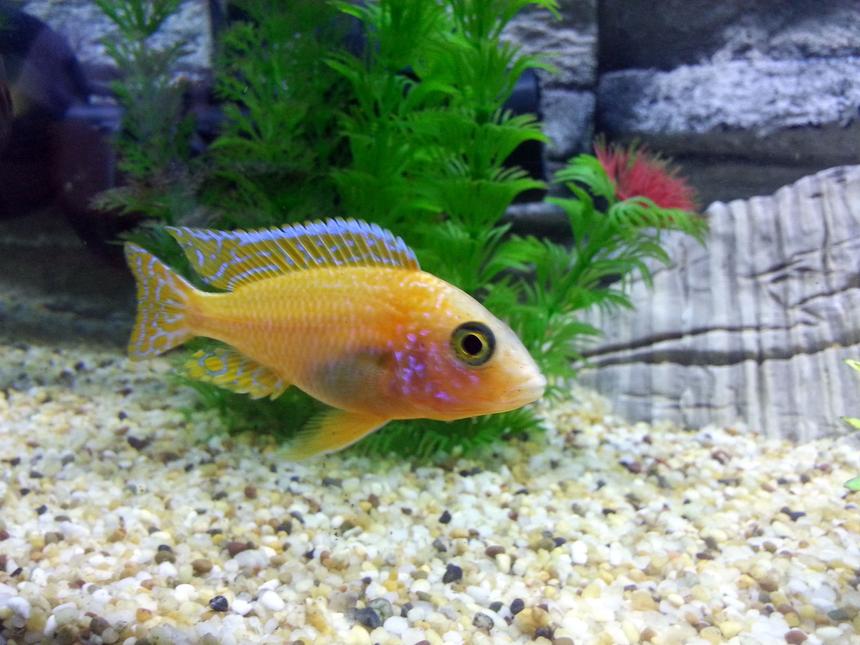 Rated #443: Freshwater Fish - Aulonocara Sp. - Strawberry Peacock Cichlid Stocking In 55 Gallons Tank - Peacock Cichlid