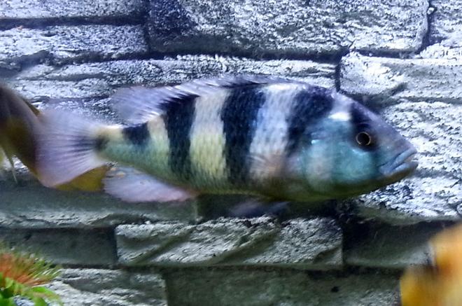 freshwater fish - pundamilia sp. - crimson tide stocking in 55 gallons tank - Crimson Tide Cichlid