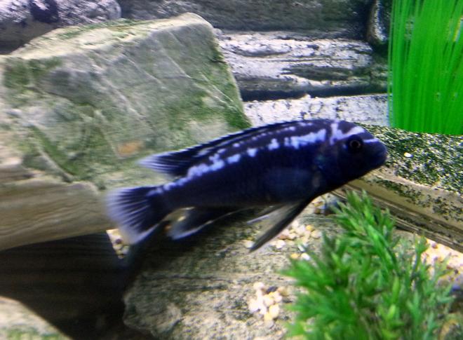 freshwater fish - melanochromis johannii - johanni cichlid stocking in 55 gallons tank - Johanni Cichlid