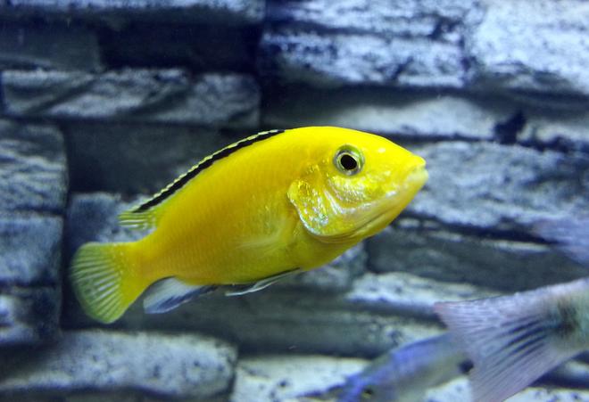 freshwater fish - labidochromis caeruleus - electric yellow cichlid stocking in 55 gallons tank - Electric Yellow Cichlid