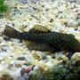 fish tank picture - Bristlenose Catfish