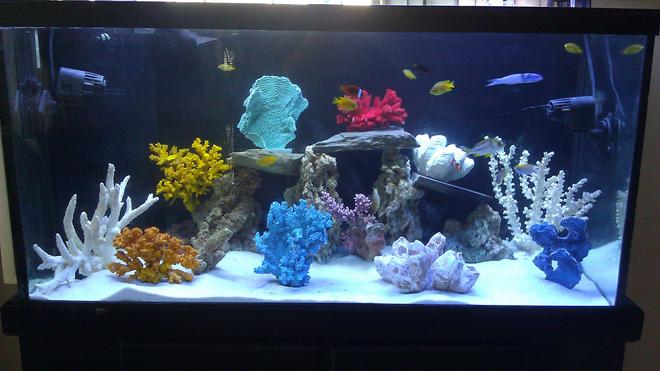 90 gallons freshwater fish tank (mostly fish and non-living decorations) - 90 gallon tank fish only