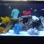 90 gallons freshwater fish tank (mostly fish and non-living decorations) - 90 gallon tank fish only